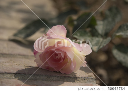 士林官邸玫瑰特展 30042784