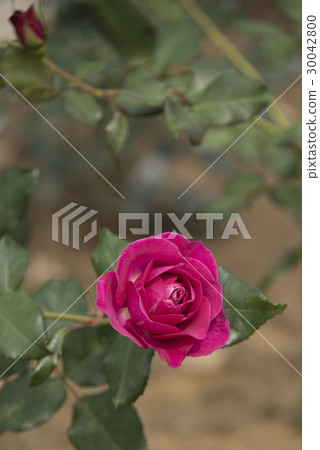 Shilin official residence rose special exhibition 30042800