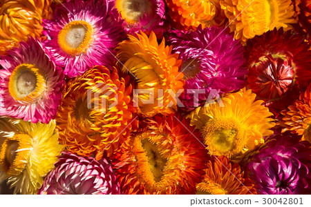 Dry straw flowers background or everlasting. Dry straw flowers background or everlasting. 30042801