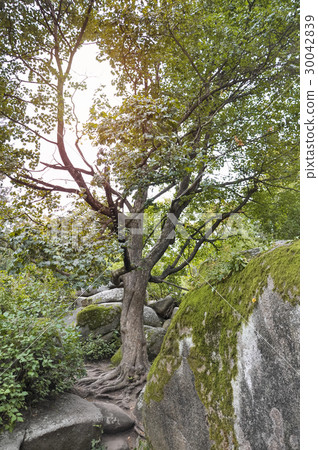 Tree on stony surfaces covered with moss, natural 30042839