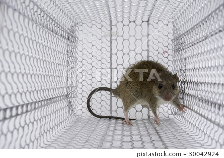 rattrap 30042924