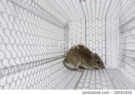 rattrap 30042926
