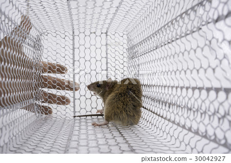 rattrap 30042927