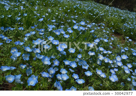 Nemophila flower garden 30042977