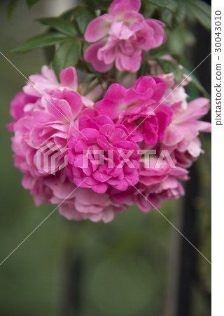 士林官邸玫瑰特展 30043010