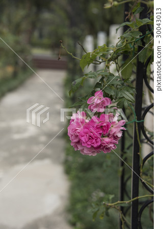 士林官邸玫瑰特展 30043013