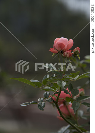 士林官邸玫瑰特展 30043028