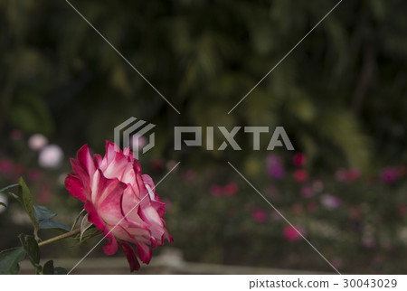 士林官邸玫瑰特展 30043029