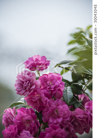 士林官邸玫瑰特展 30043048