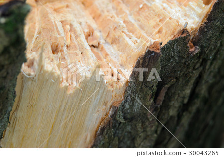 Splintertree close-up wooden texture 30043265