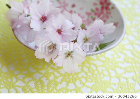 Cherry Blossoms Cherry Blossoms 30043266