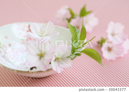 Sakura and instrument 30043377