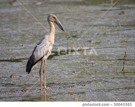 Asian openbill stork on natural background. Asian openbill stork on natural background. 30043383