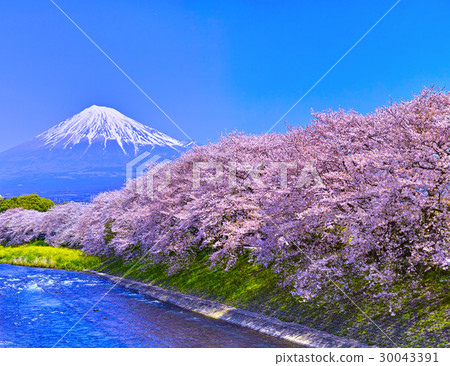從富士市櫻花燈看到的富士山 30043391