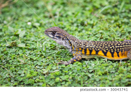 Image of Butterfly Agama Lizard (Leiolepis Cuvier) Image of Butterfly Agama Lizard (Leiolepis Cuvier) 30043741