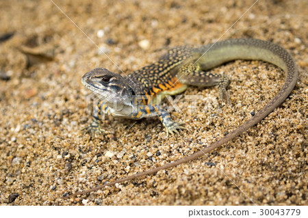 Image of Butterfly Agama Lizard (Leiolepis Cuvier) Image of Butterfly Agama Lizard (Leiolepis Cuvier) 30043779
