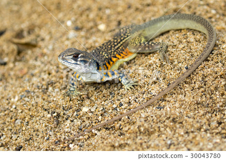 Image of Butterfly Agama Lizard (Leiolepis Cuvier) Image of Butterfly Agama Lizard (Leiolepis Cuvier) 30043780