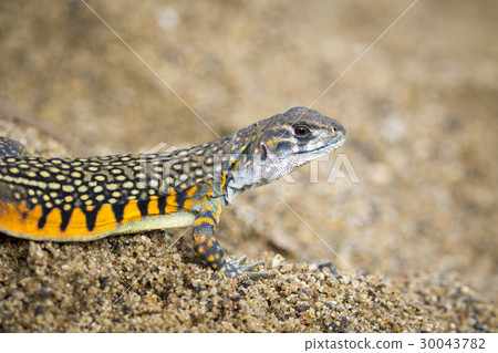 Image of Butterfly Agama Lizard (Leiolepis Cuvier) Image of Butterfly Agama Lizard (Leiolepis Cuvier) 30043782
