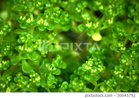 多汁植物綠色 多汁植物綠色 30043792