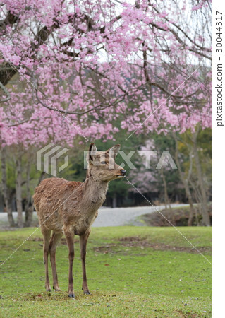 Nara Park Deer and Cherry Cherry Blossoms Nara Park Deer and Cherry Cherry Blossoms 30044317