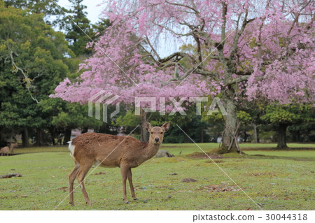 Nara Park Deer and Cherry Cherry Blossoms Nara Park Deer and Cherry Cherry Blossoms 30044318