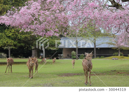 奈良公園鹿和櫻桃櫻花 奈良公園鹿和櫻桃櫻花 30044319