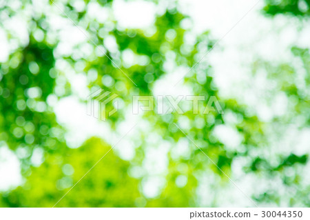 Background material for fresh green image synthesis Green background Plants spring early summer Snow leaves day green and copy space 30044350