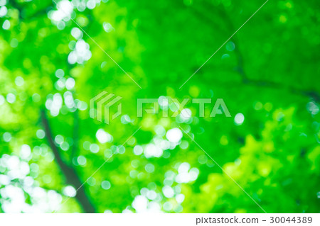 Background material for fresh green image synthesis Green background Plants spring early summer Snow leaves day green and copy space 30044389