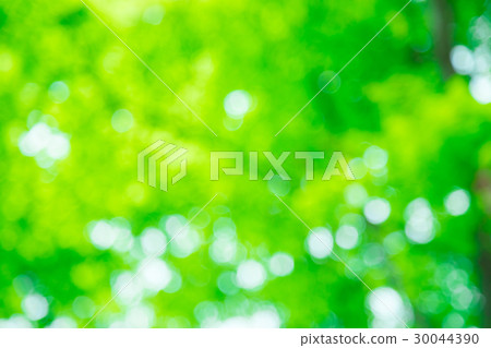 Background material for fresh green image synthesis Green background Plants spring early summer Snow leaves day green and copy space 30044390