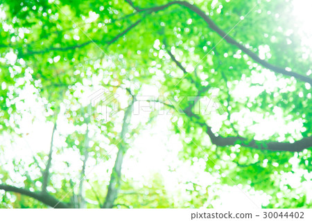 Background material for fresh green image synthesis Green background Plants spring early summer Snow leaves day green and copy space 30044402