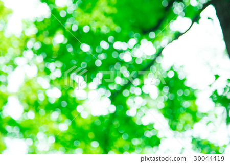 Background material for fresh green image synthesis Green background Plants spring early summer Snow leaves day green and copy space Background material for fresh green image synthesis Green background Plants spring early summer Snow leaves day green and copy space 30044419