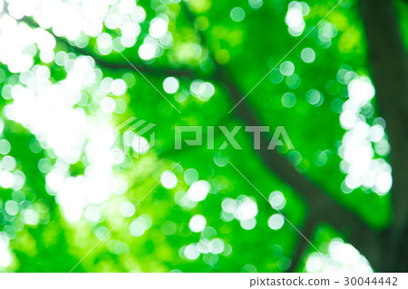 Background material for fresh green image synthesis Green background Plants spring early summer Snow leaves day green and copy space Background material for fresh green image synthesis Green background Plants spring early summer Snow leaves day green and copy space 30044442