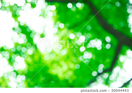 新綠色圖像合成的背景材料綠色背景植物春天初夏雪離開天綠色和拷貝空間 30044443