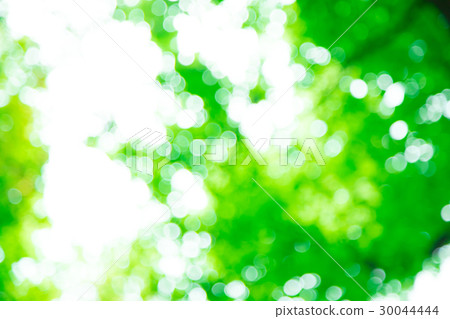 Background material for fresh green image synthesis Green background Plants spring early summer Snow leaves day green and copy space 30044444
