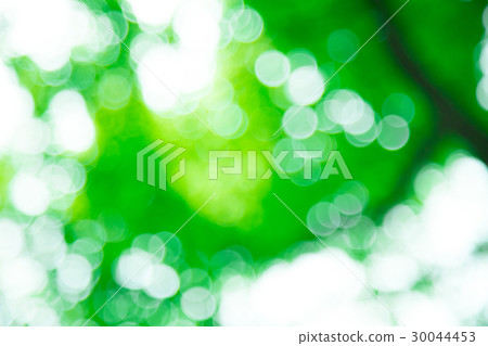 Background material for fresh green image synthesis Green background Plants spring early summer Snow leaves day green and copy space Background material for fresh green image synthesis Green background Plants spring early summer Snow leaves day green and copy space 30044453