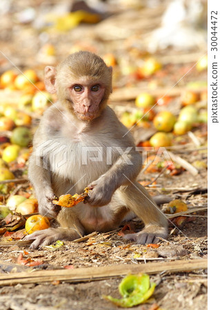 Monkey eating the fruit at the roadside of India 30044472