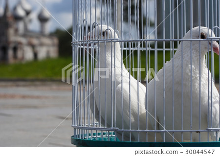 White doves for a wedding in a birdcage, white 30044547