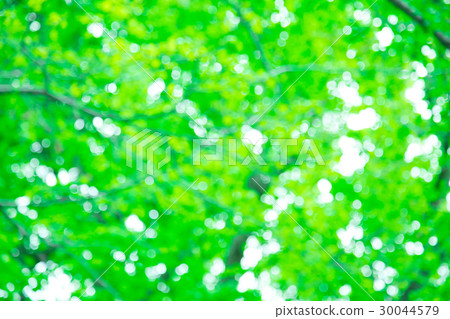 Background material for fresh green image synthesis Green background Plants spring early summer Snow leaves day green and copy space 30044579