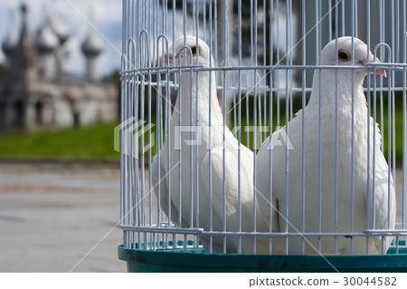 White doves for a wedding in a birdcage, white White doves for a wedding in a birdcage, white 30044582