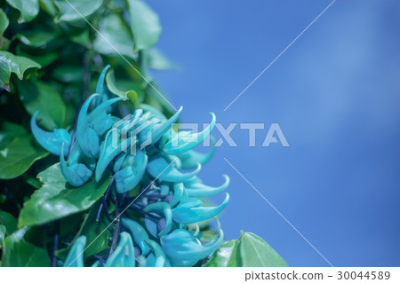 藍天和玉 30044589