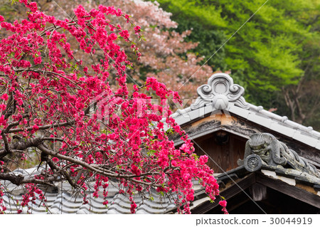 Cold scallops and roof Cold scallops and roof 30044919