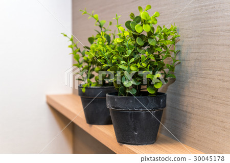 室內綠色植物假 室內綠色植物假 30045178