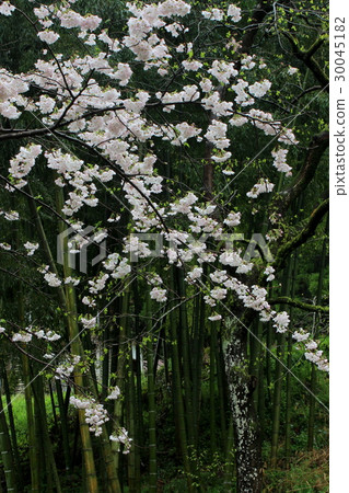 櫻桃樹,雨季模式 櫻桃樹,雨季模式 30045182