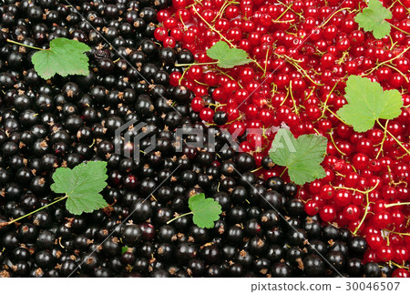 Black and red currant with green leaves. Fruit bac 30046507