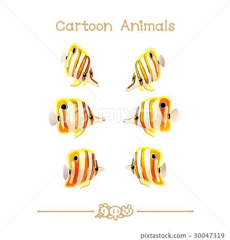 Chelmon rostratus fish 30047319