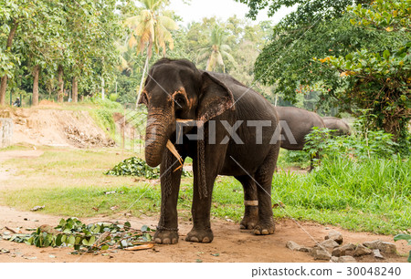 elephant browsing in tropical forest on Sri Lanka elephant browsing in tropical forest on Sri Lanka 30048240