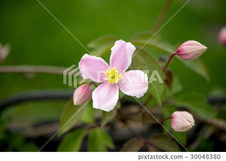 spring flowers 30048380