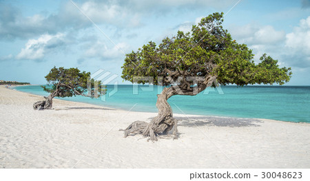 Eagle beach with divi divi trees on Aruba island Eagle beach with divi divi trees on Aruba island 30048623