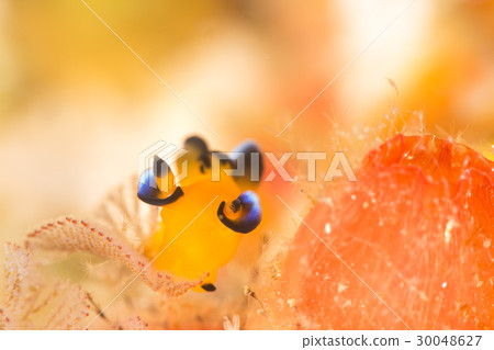 Udafuritsuzaya Umizushi 30048627