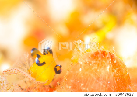 Udafuritsuzaya Umizushi Udafuritsuzaya Umizushi 30048628